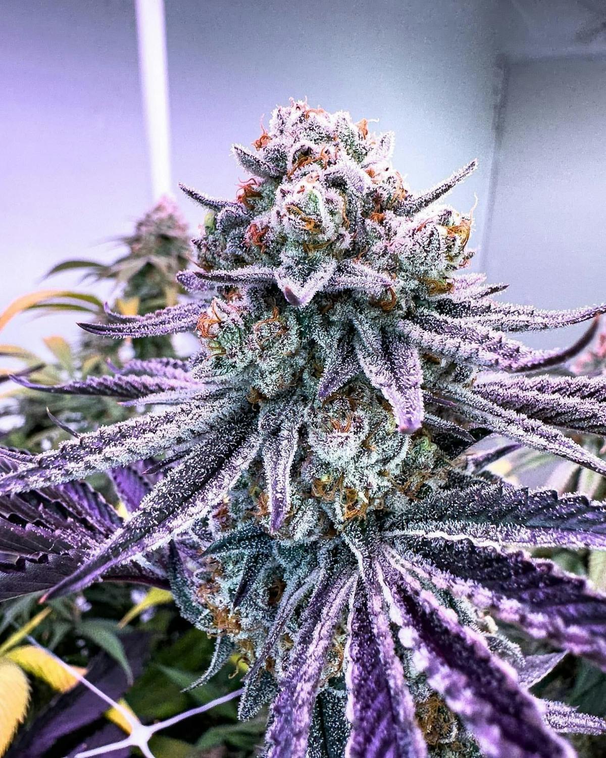 Cannabispflanze in der Blütephase.