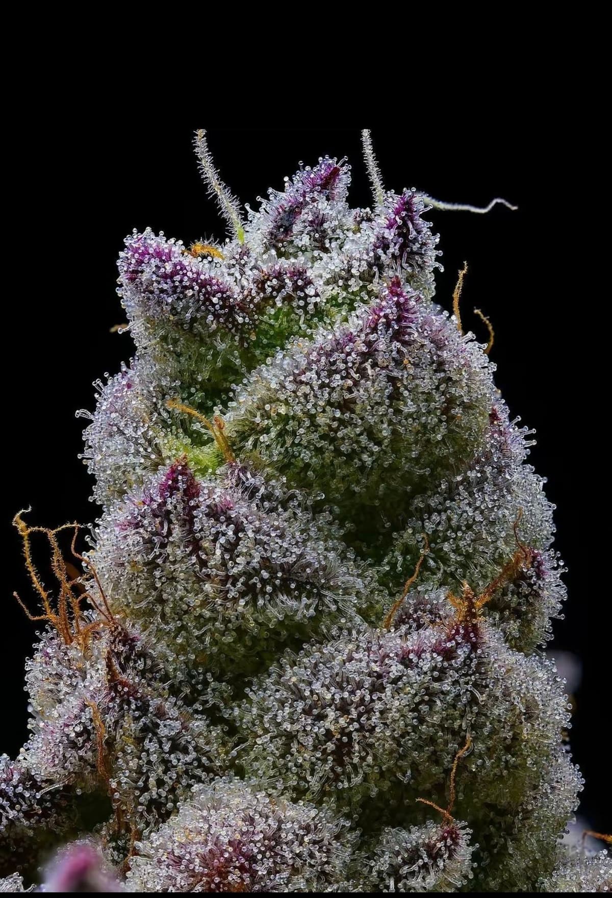 Cannabisblüte Nahaufnahme Trychome.